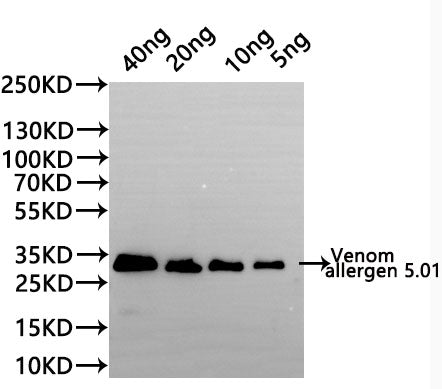 Western Blot Positive WB detected in: recombinant protein All lanes:Venom allergen 5.01 Antibody at 1:1000 Secondary Goat polyclonal to rabbit IgG at 1/20000 dilution Predicted band size: 29.6 kDa Observed band size: 29.6 kDa