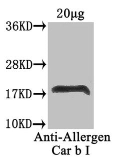 Western Blot Positive WB detected in: Carpinus betulus (20µg) All lanes: Allergen Car b I antibody at 4µg/ml Secondary Goat polyclonal to rabbit IgG at 1/50000 dilution Predicted band size: 18 kDa Observed band size: 18 kDa