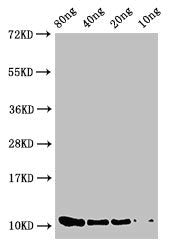 Western Blot Positive WB detected in Recombinant protein All lanes: prgJ antibody at 2µg/ml Secondary Goat polyclonal to rabbit IgG at 1/50000 dilution Predicted band size: 11 kDa Observed band size: 11 kDa