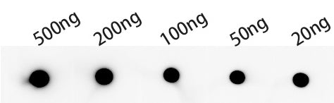 Dot blot analysis of peptides corresponding to the immunogen was probed with kpsD antibody at a dilution of 1:1000. Blocking/Dilution buffer: 4% nonfat dry milk(NFDM)/PBS. Secondary antibody：Goat polyclonal to rabbit IgG at 1/40000 dilution Exposu...