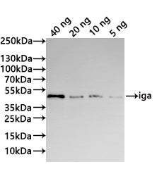 Western Blot Positive WB detected in: recombinant protein All lanes:iga Antibody at 1:1000 Secondary Goat polyclonal to rabbit IgG at 1/20000 dilution Predicted band size: 43.2 kDa Observed band size: 43 kDa