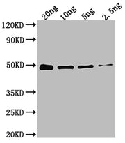 Western Blot Positive WB detected in Recombinant protein All lanes: DXR antibody at 1:2000 Secondary Goat polyclonal to rabbit IgG at 1/50000 dilution Predicted band size: 48.4 kDa Observed band size: 49 kDa