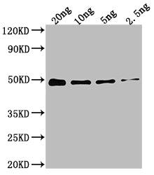 Western Blot Positive WB detected in Recombinant protein All lanes: DXR antibody at 1:2000 Secondary Goat polyclonal to rabbit IgG at 1/50000 dilution Predicted band size: 48.4 kDa Observed band size: 49 kDa