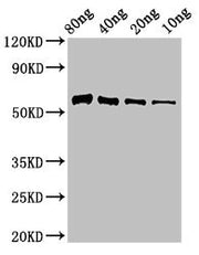 Western Blot Positive WB detected in Recombinant protein All lanes: Thiaminase-1 antibody at 3µg/ml Secondary Goat polyclonal to rabbit IgG at 1/50000 dilution Predicted band size: 58 kDa Observed band size: 58 kDa