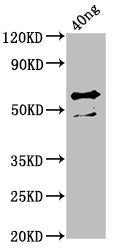 Western Blot Positive WB detected in Recombinant protein All lanes: ompA antibody at 4ug/ml Secondary Goat polyclonal to rabbit IgG at 1/50000 dilution Predicted band size: 60 kDa Observed band size: 60 kDa