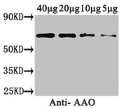 Western Blot Positive WB detected in: Cucurbita maxima (40µg, 20µg, 10µg, 5µg) All lanes: AAO antibody at 3µg/ml Secondary Goat polyclonal to rabbit IgG at 1/50000 dilution Predicted band size: 65 kDa Observed band size: 65 kDa