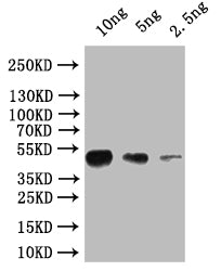 Western Blot Positive WB detected in: recombinant protein All lanes: osk Antibody at 1:1000 Secondary Goat polyclonal to rabbit IgG at 1/50000 dilution Predicted band size: 45 kDa Observed band size: 45 kDa