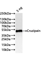 Western Blot Positive WB detected in: recombinant protein All lanes:Cruzipain Antibody at 1:1000 Secondary Goat polyclonal to rabbit IgG at 1/20000 dilution Predicted band size: 49.3 kDa Observed band size: 49 kDa
