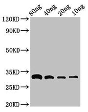 Western Blot Positive WB detected in Recombinant protein All lanes: bla antibody at 3ug/ml Secondary Goat polyclonal to rabbit IgG at 1/50000 dilution Predicted band size: 33 kDa Observed band size: 33 kDa