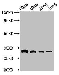 Western Blot Positive WB detected in Recombinant protein All lanes: bla antibody at 3ug/ml Secondary Goat polyclonal to rabbit IgG at 1/50000 dilution Predicted band size: 33 kDa Observed band size: 33 kDa