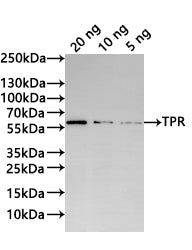 Western Blot Positive WB detected in: recombinant protein All lanes:TPR Antibody at 1:1000 Secondary Goat polyclonal to rabbit IgG at 1/20000 dilution Predicted band size: 58.1 kDa Observed band size: 58 kDa