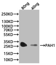 Western Blot Positive WB detected in: recombinant protein All lanes:PAH1 Antibody at 1:1000 Secondary Goat polyclonal to rabbit IgG at 1/20000 dilution Predicted band size: 30.4 kDa Observed band size: 30 kDa