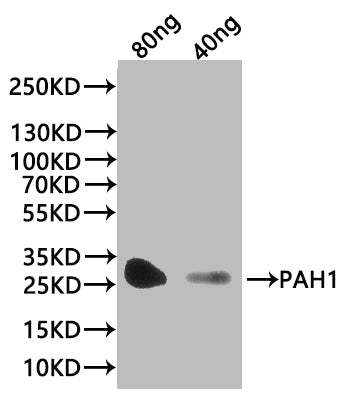 Western Blot Positive WB detected in: recombinant protein All lanes:PAH1 Antibody at 1:1000 Secondary Goat polyclonal to rabbit IgG at 1/20000 dilution Predicted band size: 30.4 kDa Observed band size: 30 kDa