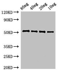 Western Blot Positive WB detected in Recombinant protein All lanes: pbpE antibody at 3ug/ml Secondary Goat polyclonal to rabbit IgG at 1/50000 dilution Predicted band size: 52 kDa Observed band size: 52 kDa