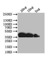 Western Blot Positive WB detected in: recombinant protein All lanes: ompP Antibody at 1:1000 Secondary Goat polyclonal to rabbit IgG at 1/50000 dilution Predicted band size: 37 kDa Observed band size: 37 kDa