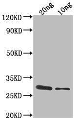 Western Blot Positive WB detected in Recombinant protein All lanes: ygcB antibody at 1:2000 Secondary Goat polyclonal to rabbit IgG at 1/50000 dilution Predicted band size: 31.8 kDa Observed band size: 32 kDa