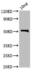 Western Blot Positive WB detected in Recombinant protein All lanes: zot antibody at 3.5ug/ml Secondary Goat polyclonal to rabbit IgG at 1/50000 dilution Predicted band size: 52 kDa Observed band size: 52 kDa