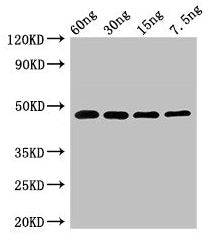 Western Blot Positive WB detected in Recombinant protein All lanes: PPX1 antibody at 2.7µg/ml Secondary Goat polyclonal to rabbit IgG at 1/50000 dilution Predicted band size: 48 kDa Observed band size: 48 kDa