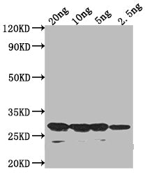 Western Blot Positive WB detected in Recombinant protein All lanes: sso7d antibody at 1:2000 Secondary Goat polyclonal to rabbit IgG at 1/50000 dilution Predicted band size: 23.1 kDa Observed band size: 29 kDa