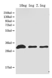 Western Blot Positive WB detected in Recombinant protein All lanes: Dop1R1 antibody at 1:2000 Secondary Goat polyclonal to rabbit IgG at 1/50000 dilution Predicted band size: 31 kDa Observed band size: 31 kDa