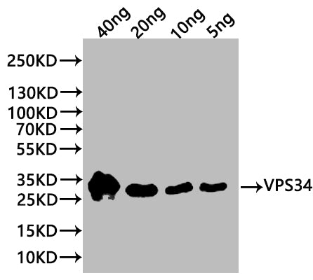 Western Blot Positive WB detected in: recombinant protein All lanes:VPS34 Antibody at 1:1000 Secondary Goat polyclonal to rabbit IgG at 1/20000 dilution Predicted band size: 28 kDa Observed band size: 30 kDa