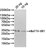 Western Blot Positive WB detected in: recombinant protein All lanes:Ba71V-081 Antibody at 1:1000 Secondary Goat polyclonal to rabbit IgG at 1/20000 dilution Predicted band size: 32.4 kDa Observed band size: 33 kDa