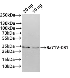 Western Blot Positive WB detected in: recombinant protein All lanes:Ba71V-081 Antibody at 1:1000 Secondary Goat polyclonal to rabbit IgG at 1/20000 dilution Predicted band size: 32.4 kDa Observed band size: 33 kDa