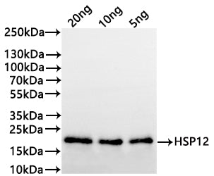 Western Blot Positive WB detected in: recombinant protein All lanes:HSP12 Antibody at 1:1000 Secondary Goat polyclonal to rabbit IgG at 1/20000 dilution Predicted band size: 18.6 kDa Observed band size: 19 kDa