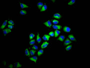 Immunofluorescence staining of Hela cells with CSB-PA335552LA01HU at 1:133, counter-stained with DAPI. The cells were fixed in 4% formaldehyde, permeabilized using 0.2% Triton X-100 and blocked in 10% normal Goat Serum. The cells were then incubat...