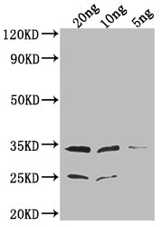 Western Blot Positive WB detected in Recombinant protein All lanes: EPTA antibody at 1:2000 Secondary Goat polyclonal to rabbit IgG at 1/50000 dilution Predicted band size: 34.1 kDa Observed band size: 34 kDa