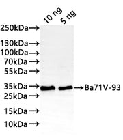 Western Blot Positive WB detected in: recombinant protein All lanes:Ba71V-93 Antibody at 1:1000 Secondary Goat polyclonal to rabbit IgG at 1/20000 dilution Predicted band size: 27.6 kDa Observed band size: 33 kDa