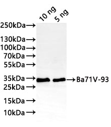 Western Blot Positive WB detected in: recombinant protein All lanes:Ba71V-93 Antibody at 1:1000 Secondary Goat polyclonal to rabbit IgG at 1/20000 dilution Predicted band size: 27.6 kDa Observed band size: 33 kDa