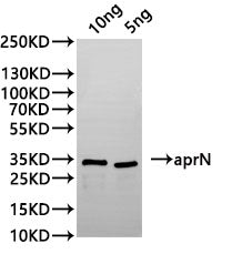 Western Blot Positive WB detected in: recombinant protein All lanes:aprN Antibody at 1:1000 Secondary Goat polyclonal to rabbit IgG at 1/20000 dilution Predicted band size: 31.8 kDa Observed band size: 31.8 kDa