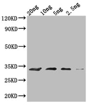 Western Blot Positive WB detected in Recombinant protein All lanes: MIC60 antibody at 1:2000 Secondary Goat polyclonal to rabbit IgG at 1/50000 dilution Predicted band size: 28.7 kDa Observed band size: 30 kDa