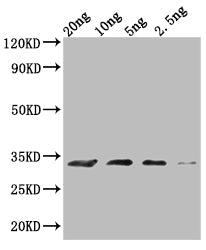 Western Blot Positive WB detected in Recombinant protein All lanes: MIC60 antibody at 1:2000 Secondary Goat polyclonal to rabbit IgG at 1/50000 dilution Predicted band size: 28.7 kDa Observed band size: 30 kDa