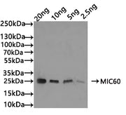 Western Blot Positive WB detected in: recombinant protein All lanes: MIC60 Antibody at 1:1000 Secondary Goat polyclonal to rabbit IgG at 1/50000 dilution Predicted band size: 25 kDa Observed band size: 25 kDa