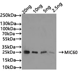 Western Blot Positive WB detected in: recombinant protein All lanes: MIC60 Antibody at 1:1000 Secondary Goat polyclonal to rabbit IgG at 1/50000 dilution Predicted band size: 25 kDa Observed band size: 25 kDa