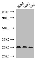 Western Blot Positive WB detected in: recombinant protein All lanes: MIC60 Antibody at 1:1000 Secondary Goat polyclonal to rabbit IgG at 1/50000 dilution Predicted band size: 24 kDa Observed band size: 24 kDa