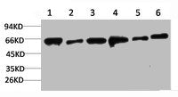 Western blot analysis of 1) Hela, 2) 293T, 3) C2C12, 4) 3T3, 5) Rat Heart, 6) Rat Brain using AMPKα2 Polyclonal Antibody.