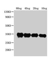 Western Blot Positive WB detected in Recombinant protein All lanes: pdeH antibody at 1:2500 Secondary Goat polyclonal to rabbit IgG at 1/50000 dilution Predicted band size: 35 kDa Observed band size: 34 kDa