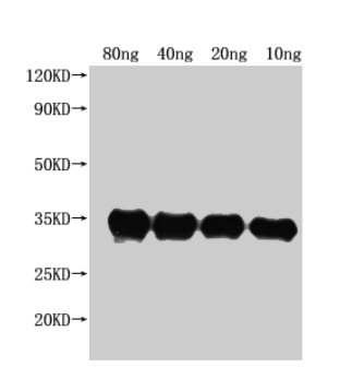 Western Blot Positive WB detected in Recombinant protein All lanes: pdeH antibody at 1:2500 Secondary Goat polyclonal to rabbit IgG at 1/50000 dilution Predicted band size: 35 kDa Observed band size: 34 kDa
