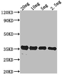 Western Blot Positive WB detected in Recombinant protein All lanes: pdeH antibody at 1:2000 Secondary Goat polyclonal to rabbit IgG at 1/50000 dilution Predicted band size: 35.31 kDa Observed band size: 34 kDa