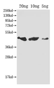 Western Blot Positive WB detected in Recombinant protein All lanes: flu antibody at 1:2000 Secondary Goat polyclonal to rabbit IgG at 1/50000 dilution Predicted band size: 42 kDa Observed band size: 42 kDa