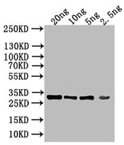 Western Blot Positive WB detected in: recombinant protein All lanes: KAP123 Antibody at 1:1000 Secondary Goat polyclonal to rabbit IgG at 1/50000 dilution Predicted band size: 28 kDa Observed band size: 28 kDa