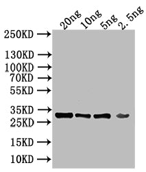 Western Blot Positive WB detected in: recombinant protein All lanes: KAP123 Antibody at 1:1000 Secondary Goat polyclonal to rabbit IgG at 1/50000 dilution Predicted band size: 28 kDa Observed band size: 28 kDa