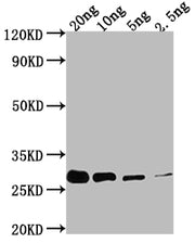 Western Blot Positive WB detected in Recombinant protein All lanes: prgI antibody at 1:2000 Secondary Goat polyclonal to rabbit IgG at 1/50000 dilution Predicted band size: 24.9 kDa Observed band size: 30 kDa
