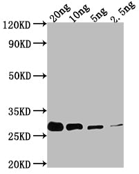 Western Blot Positive WB detected in Recombinant protein All lanes: prgI antibody at 1:2000 Secondary Goat polyclonal to rabbit IgG at 1/50000 dilution Predicted band size: 24.9 kDa Observed band size: 30 kDa