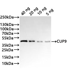 Western Blot Positive WB detected in: recombinant protein All lanes:CUP9 Antibody at 1:1000 Secondary Goat polyclonal to rabbit IgG at 1/20000 dilution Predicted band size: 41.6 kDa Observed band size: 43 kDa