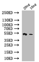 Western Blot Positive WB detected in: recombinant protein All lanes: psaA Antibody at 1:1000 Secondary Goat polyclonal to rabbit IgG at 1/50000 dilution Predicted band size: 42 kDa Observed band size: 42 kDa