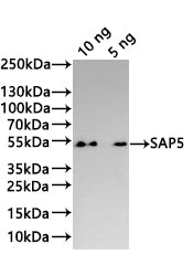 Western Blot Positive WB detected in: recombinant protein All lanes:SAP5 Antibody at 1:1000 Secondary Goat polyclonal to rabbit IgG at 1/20000 dilution Predicted band size: 44.1 kDa Observed band size: 44 kDa